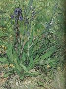 Vincent Van Gogh The Iris (nn04) USA oil painting artist